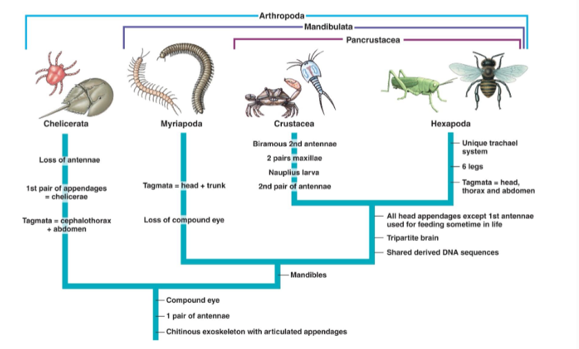 <p>Chelicerata</p><p>Myriapoda</p><p>Crustacea</p><p>Hexapoda</p>