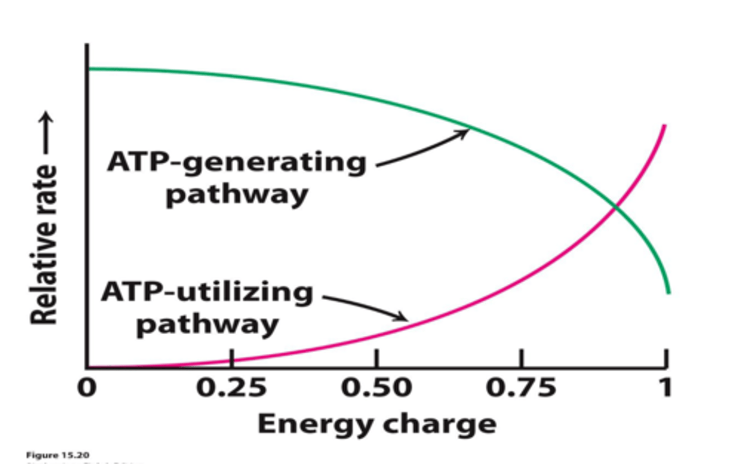 <p>energy charge</p>