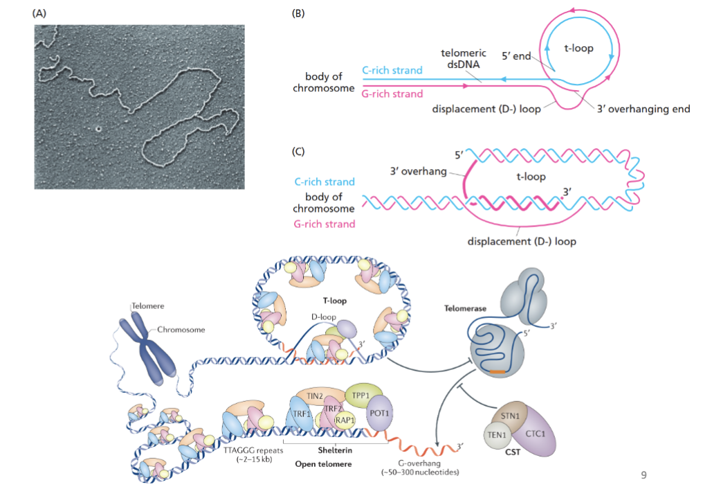 <p><span style="background-color: inherit; line-height: 22px; color: windowtext;"><span>Telomeres also made of protein</span></span></p><ul><li><p><span style="background-color: inherit; line-height: 22px; color: windowtext;"><span>shelterin- 6 member protein complex that binds to telomeric repeats and help to stabilise T loop, so ends stay protected&nbsp;</span></span><span style="line-height: 22px; color: windowtext;"><span>&nbsp;</span></span></p></li></ul><ul><li><p><span style="background-color: inherit; line-height: 22px; color: windowtext;"><span>Loops needed for shelterin to bind and protect structure</span></span><span style="line-height: 22px; color: windowtext;"><span>&nbsp;</span></span></p></li></ul><p></p>
