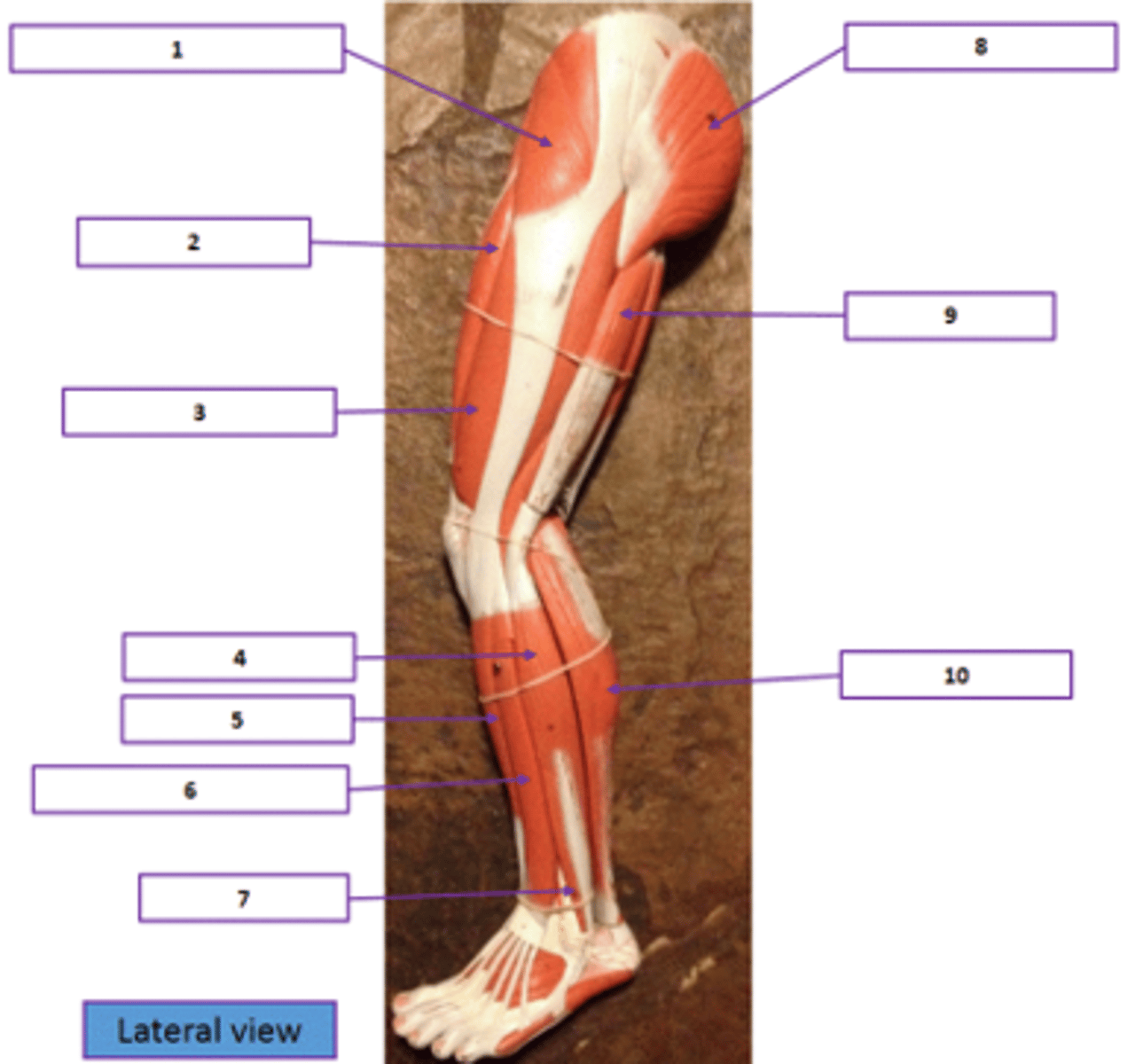 <p>Identify the muscle labeled 3.</p>