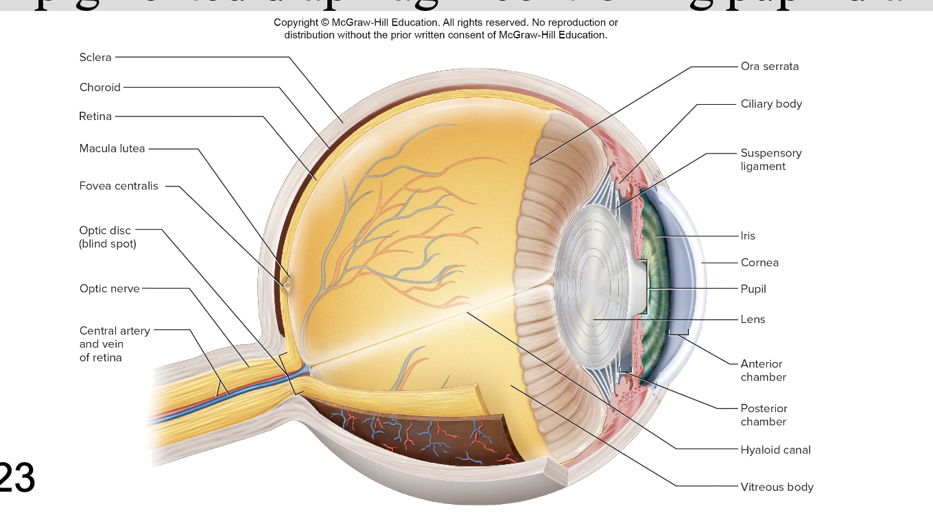 <ul><li><p><strong>Choroid </strong>– pigmented layer behind retina</p></li><li><p><strong>Ciliary body </strong>– ring of smooth muscle around lens </p></li><li><p>Suspensory ligaments – holds lens in place and <span>stretch/loosen when ciliary body contracts/relaxes</span></p></li></ul><ul><li><p><span><strong>Iris </strong>– pigmented diaphragm controlling pupil diameter</span></p></li></ul><p></p>