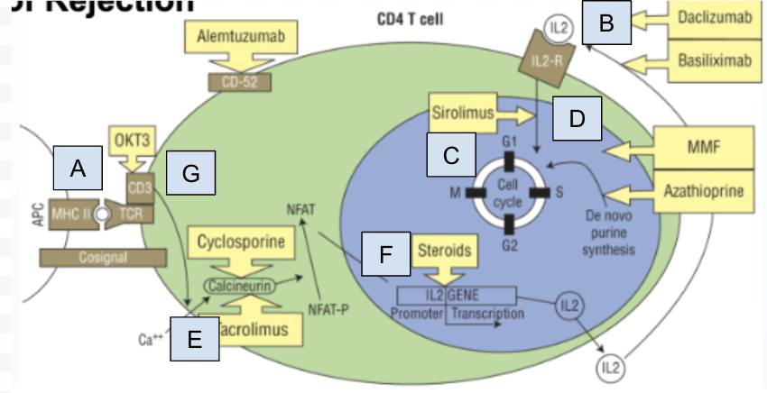 <p>ID where Belatacept functions in the CD4 T cell activating pathway: </p>