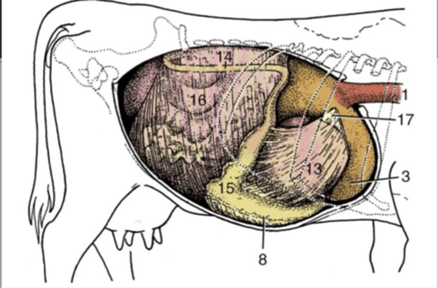 <p>where is the omasum found</p>