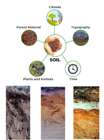 <p><span style="color: rgb(255, 243, 243);">All the environmental factors that influence soil formation and development are</span><span style="color: rgb(255, 243, 243);"><br></span><span style="color: rgb(255, 243, 243);">interdependent</span><span style="color: rgb(255, 243, 243);"><br></span><span style="color: rgb(255, 243, 243);">• Soil development is a continuous interactive process</span><span style="color: rgb(255, 243, 243);"><br></span><span style="color: rgb(255, 243, 243);">• The fragmented rocks and the further development of the resulting loose debris</span><span style="color: rgb(255, 243, 243);"><br></span><span style="color: rgb(255, 243, 243);">take over several many thousands of years to form a more or less stable internally</span><span style="color: rgb(255, 243, 243);"><br></span><span style="color: rgb(255, 243, 243);">ordered, functioning soil body</span><span style="color: rgb(255, 243, 243);"><br></span><span style="color: rgb(255, 243, 243);">o Ultimately, there will be a formation of a characteristic soil profile</span></p><p><span style="color: rgb(255, 243, 243);">As technology improves we apply new stressors to the soil we must consider the affects</span></p><p><span style="color: rgb(255, 243, 243);">from top to parent material you must look at the whole profile and soil character </span></p><p><span style="color: rgb(255, 243, 243);">Clay soil restricts verticle movemnets. Cant install tial drains and expext water to move vertically when you have clay that sends water moving horizontally. Ditches allow for hoizontal movement. </span></p>