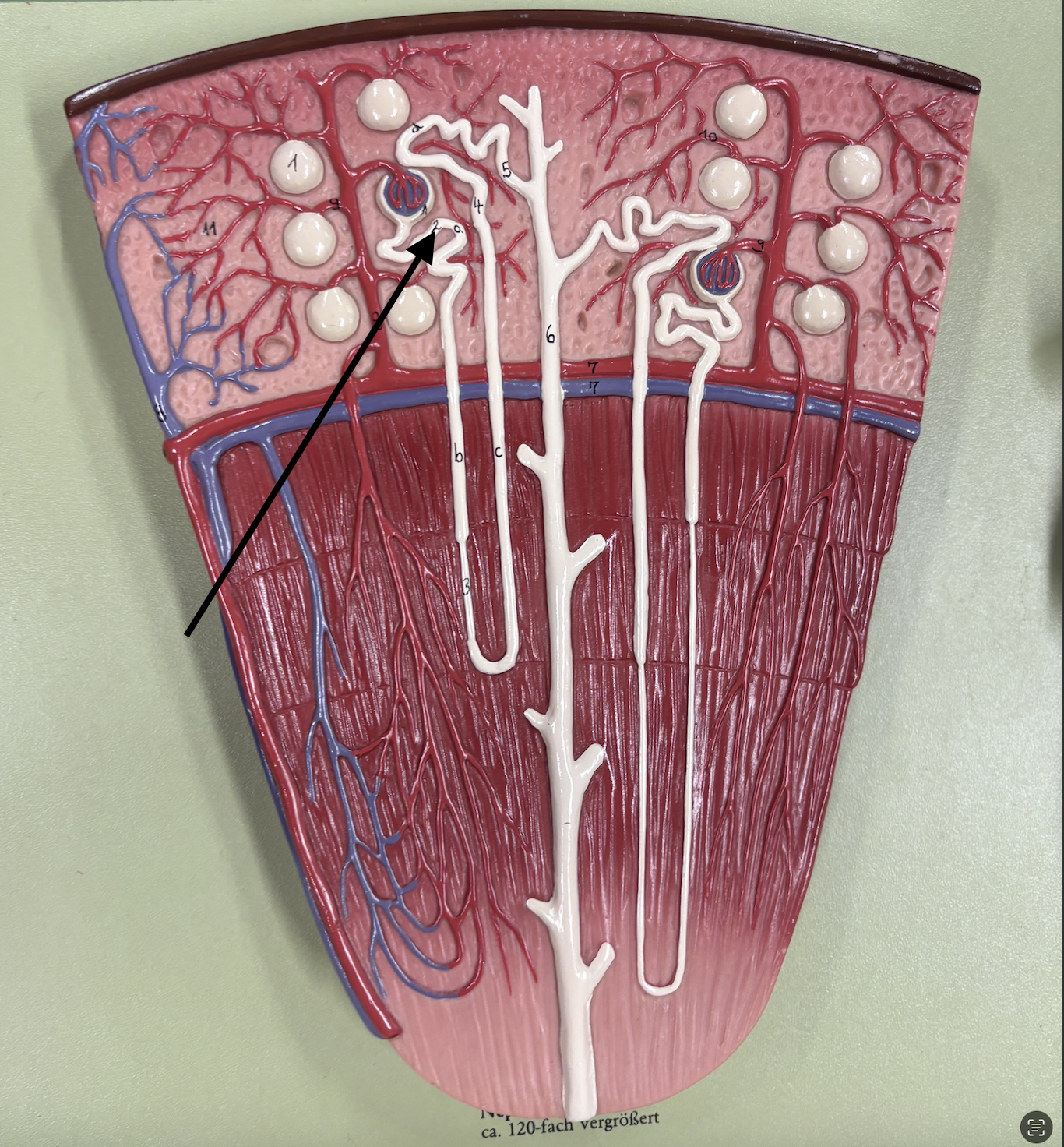 <p>what structure is the arrow pointing to? </p>