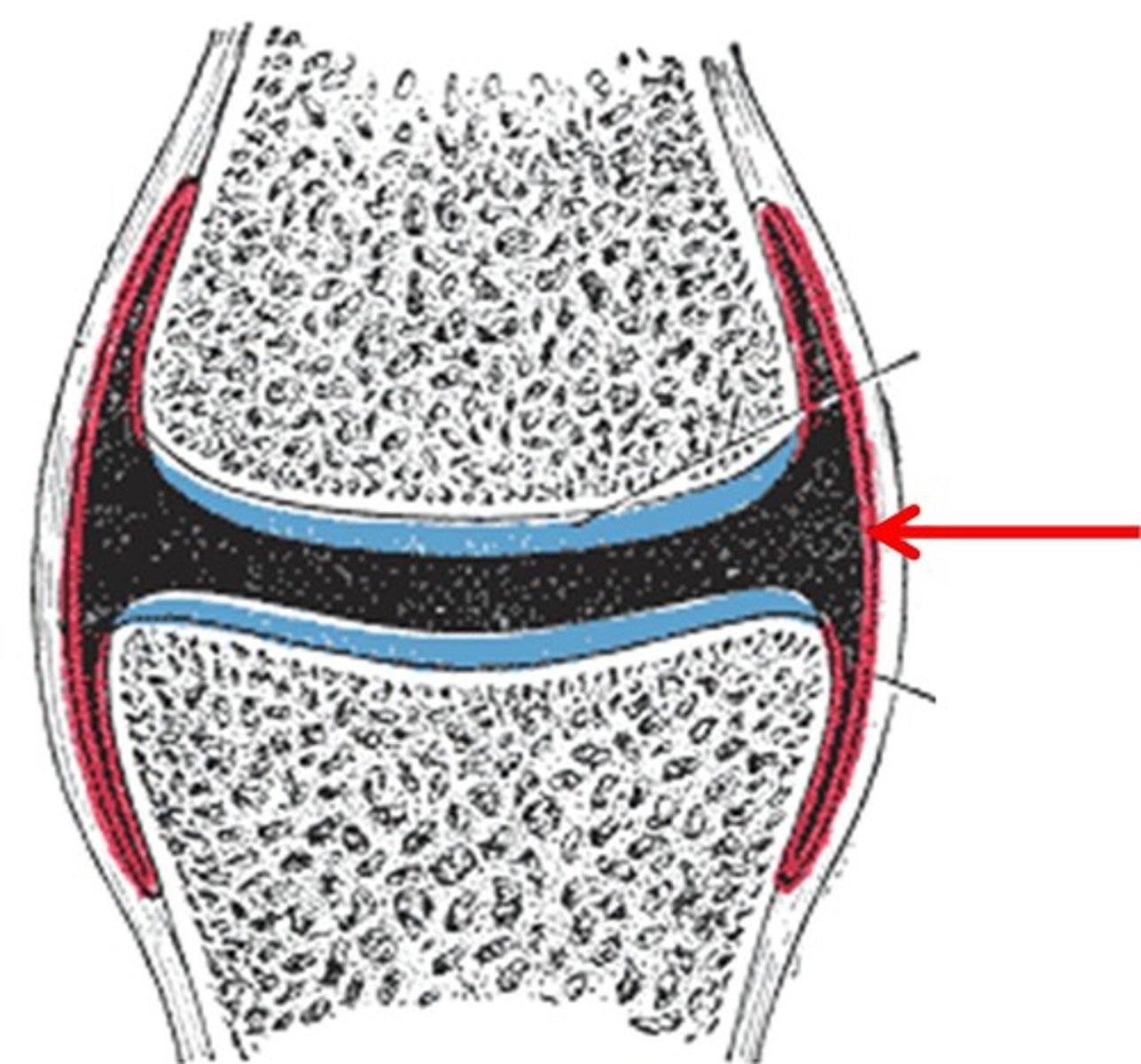 <p>Synovial Membrane</p>