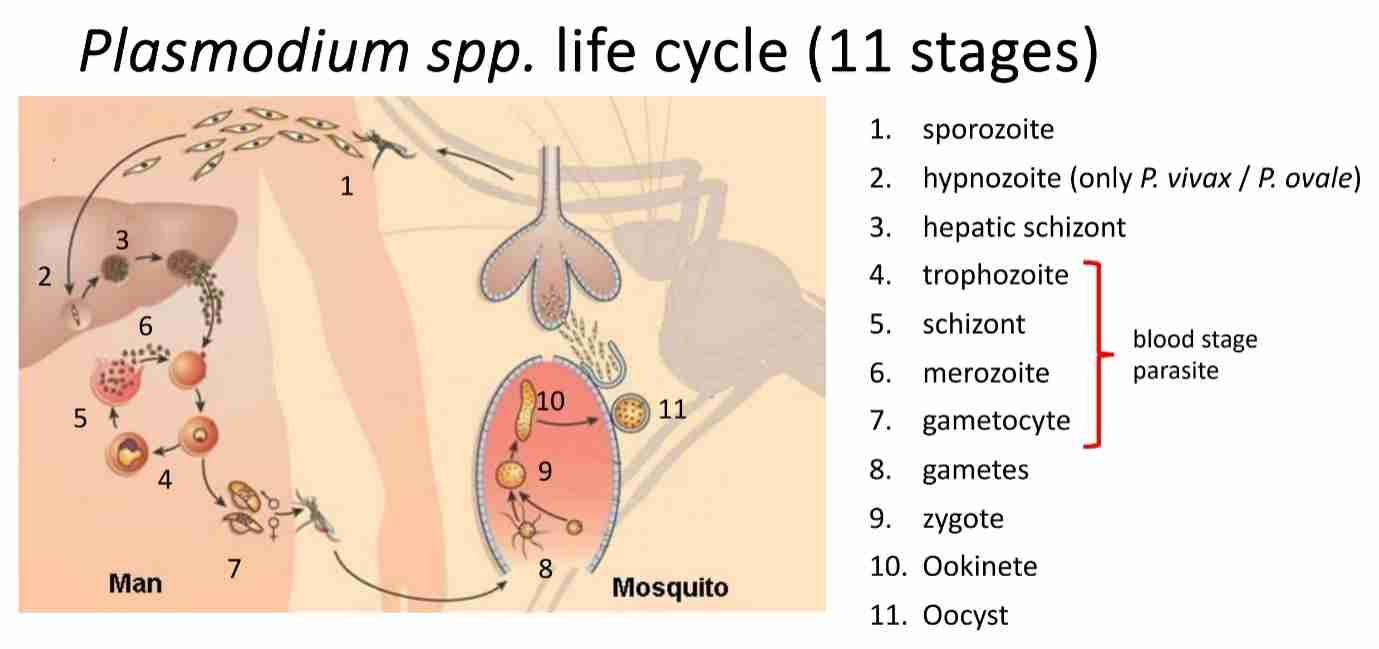 <ul><li><p>All parasite pass through series of development stage before the organisms reproduce &amp; new cycle of development begins</p></li><li><p>2/several development stages : entamoeba histolytica(trophozoite&amp; cyst)</p></li><li><p>Cryptosporidium parvum : </p></li></ul><ol><li><p>Infective stage - oocyst in environment </p></li><li><p>In human - trophozoite, meront, merozoite, gamont &amp; oocyst </p></li></ol><ul><li><p>Malaria parasite; several development stages</p></li><li><p>May exhibit different morphological characteristics for different species; trophozoite stage </p></li></ul>