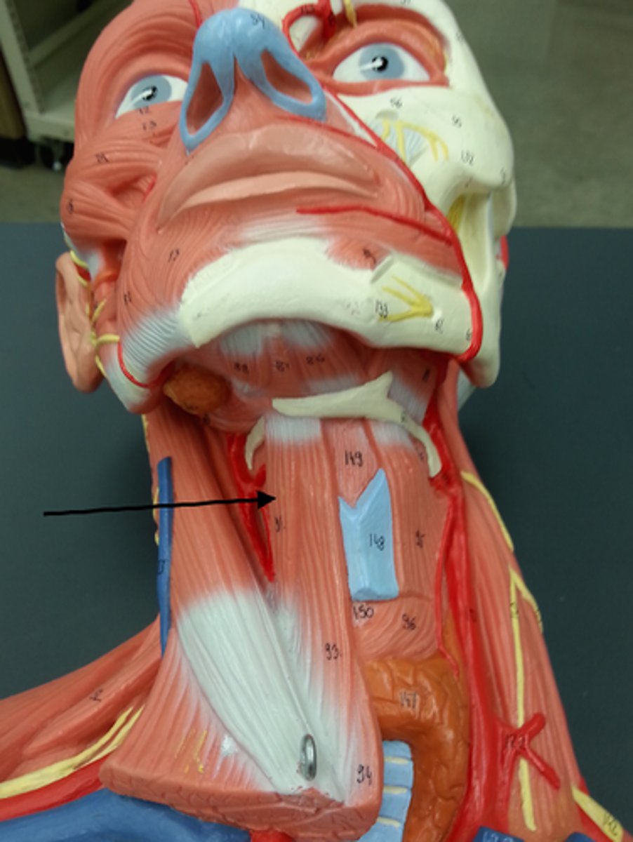 <p>depresses hyoid</p>