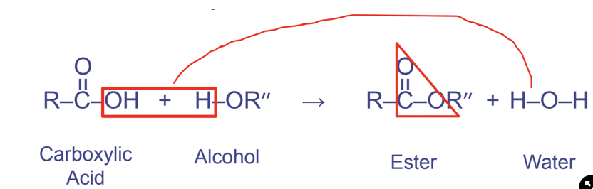 <p>Between a hydroxyl and carbonyl functional groups Forms the pattern OCO</p><ul><li><p>the double bond indicates that it is a _________ linkage</p></li></ul>