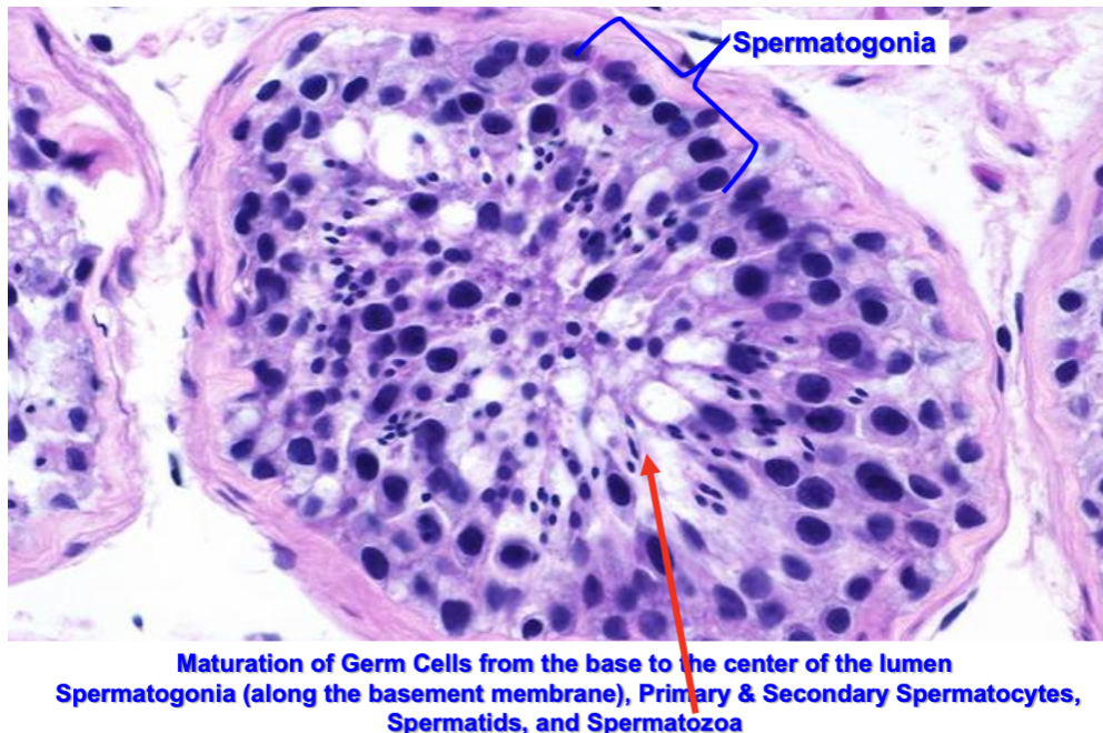 <ul><li><p><strong>Spermatogonia</strong> are the <strong>primitive germ cells</strong> found in the <strong>seminiferous tubules of the testes</strong></p></li><li><p>They are the <strong>earliest stage of male germ cells</strong> and serve as the <strong>stem cells</strong> for sperm production (spermatogenesis)</p></li></ul><p></p>