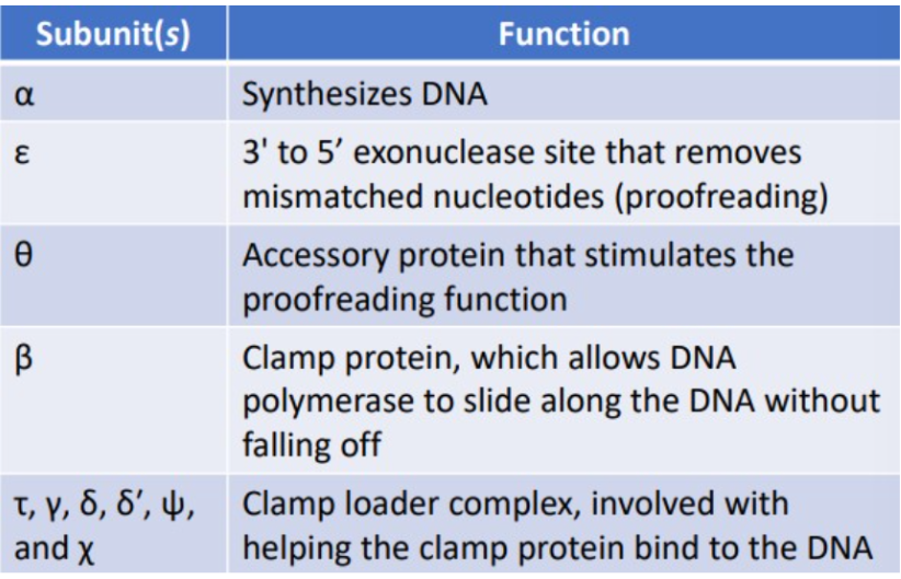 <p><span style="line-height: 21.6px;">normal replication, responsible for most of the DNA replication, processive enzyme due to several different subunits in the DNA pol II holoenzyme, <em>synthesizes a daughter strand of DNA</em></span></p>