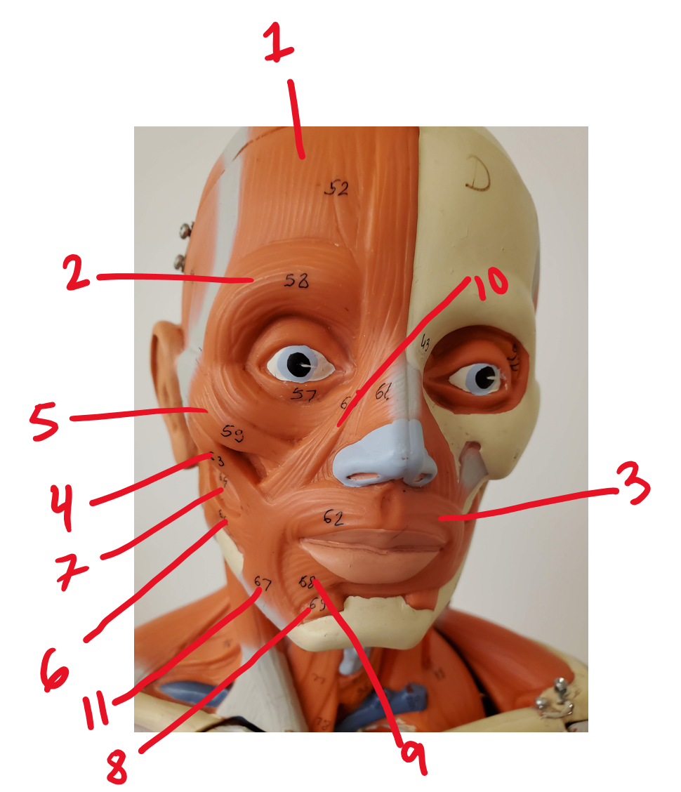 Muscles of facial expression #11
