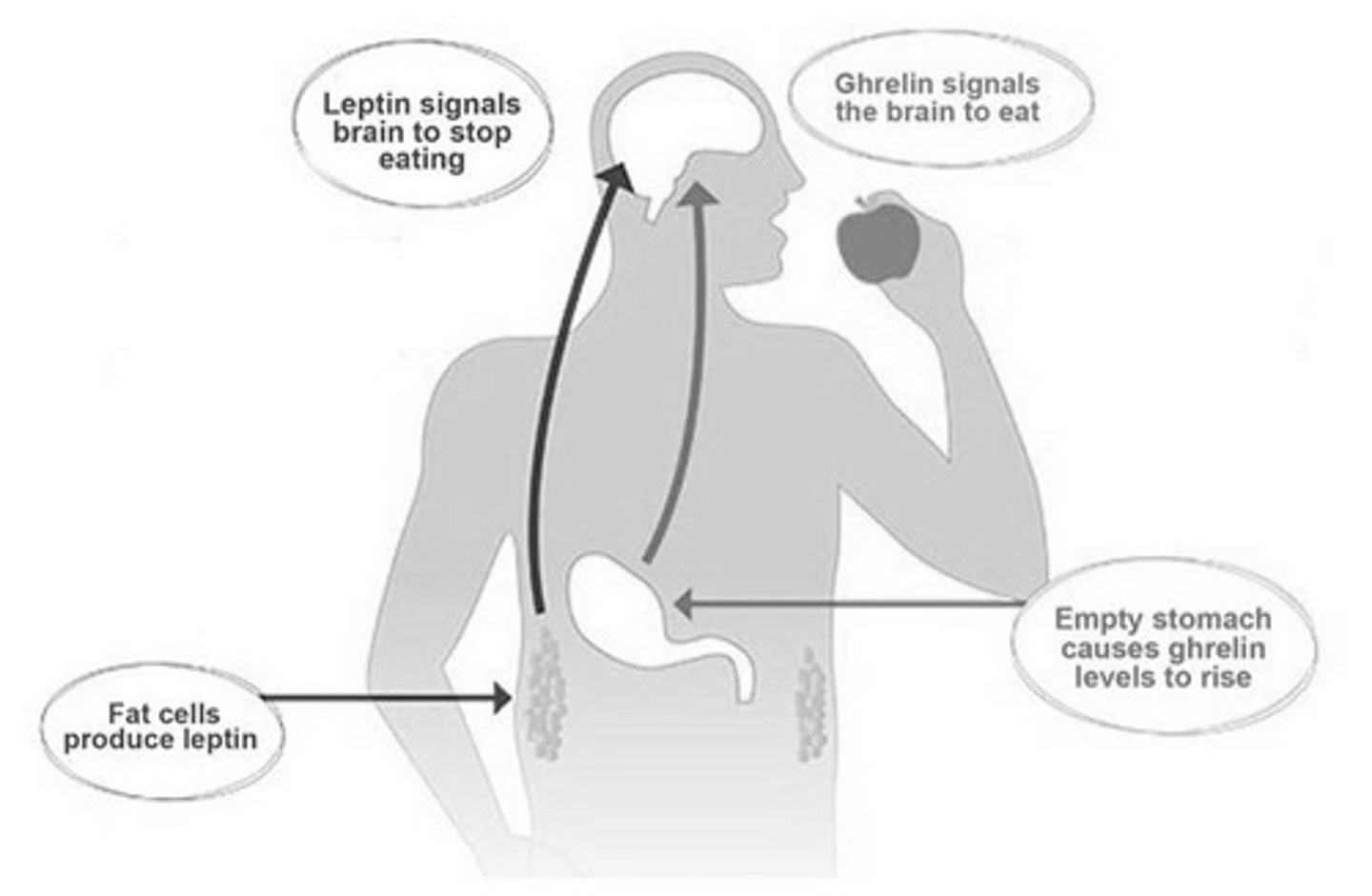 <p>orexigenic (increases appetite)</p><p>- ghrelin</p><p>anorexigenic (decreases appetite)</p><p>- CCK</p><p>- GLP-1</p><p>- GIP</p><p>- amylin/ insulin/ glucagon</p><p>- PP</p><p>- leptin</p><p>- adiponectin</p>