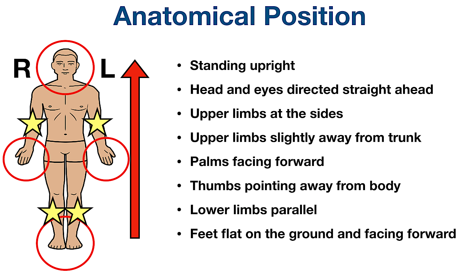 <p>Standing erect, facing forward, upper limbs at side, palms facing forward</p>