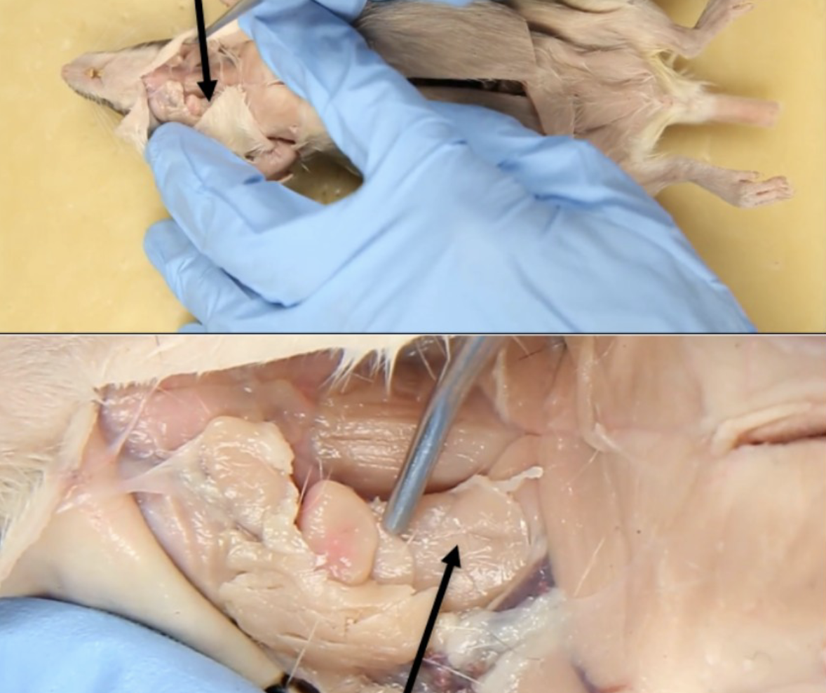 <p>What is this?</p>