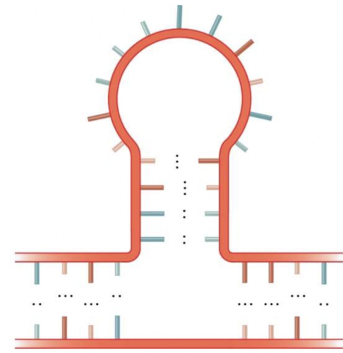 <p>strand folds back on itself</p><p>- contains a loop with no pairings </p><p>- contains a stem unlike a Bulge loop</p><p>- stem contains base pairs</p>