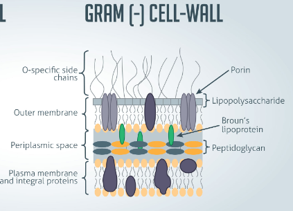 <p>LPS layer (lipopolysaccharide) : Lipid A (Anchors), and porins<br>Thin PG layer (10%)<br><span>ONLY gram negative have endotoxins</span><br><span>Exotoxins also exist- secreted into the environment.</span></p>