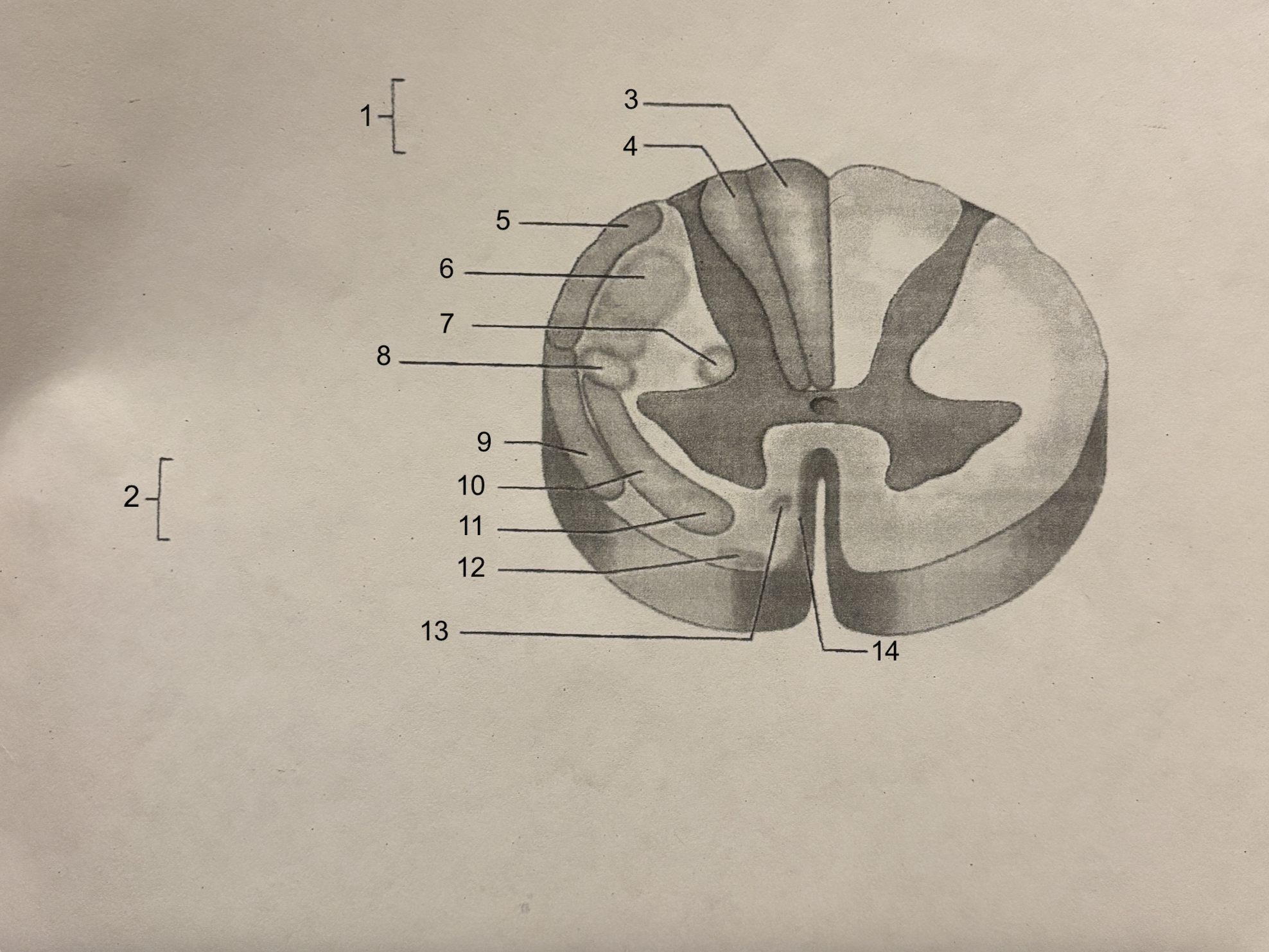 <p>what structure is #6?</p>