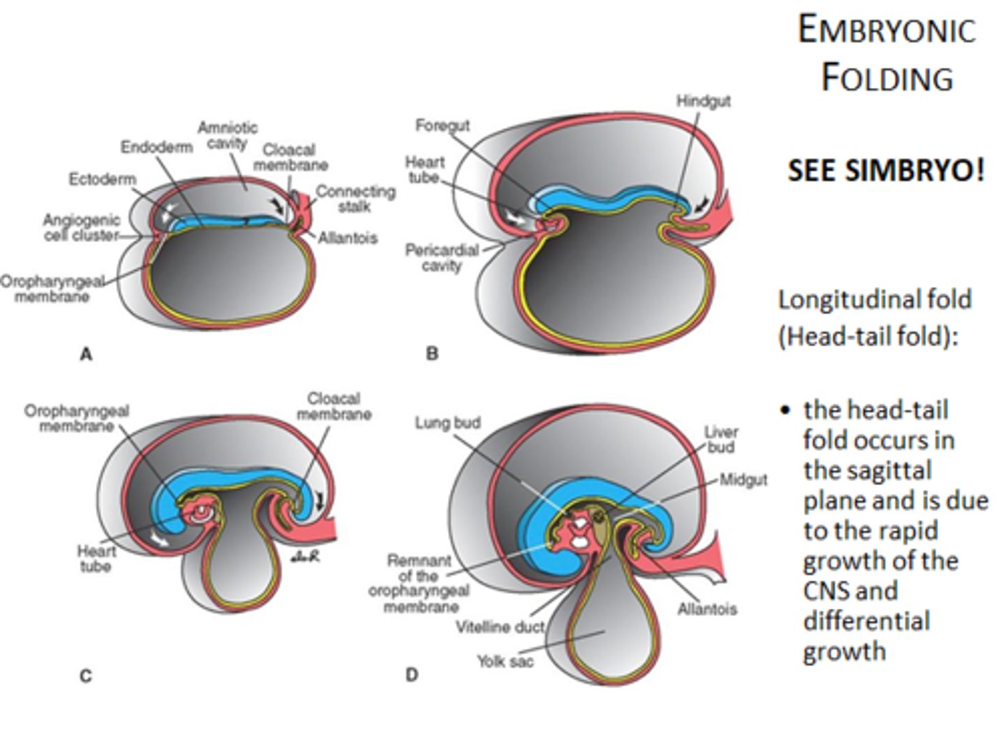 <p>head and tail fold;</p><p>formation of primary curvature</p>
