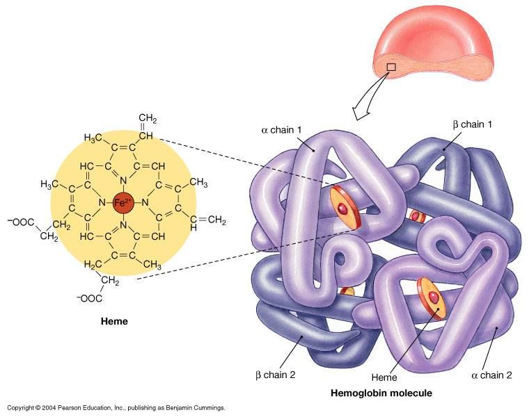 hemoglobin is a protein with ***quaternary structure*** (more than 2 polypeptides that make up its structure) made up of ***4*** polypeptide subunits → each subunit holds a ***heme group*** that has a high affinity for binding oxygen 