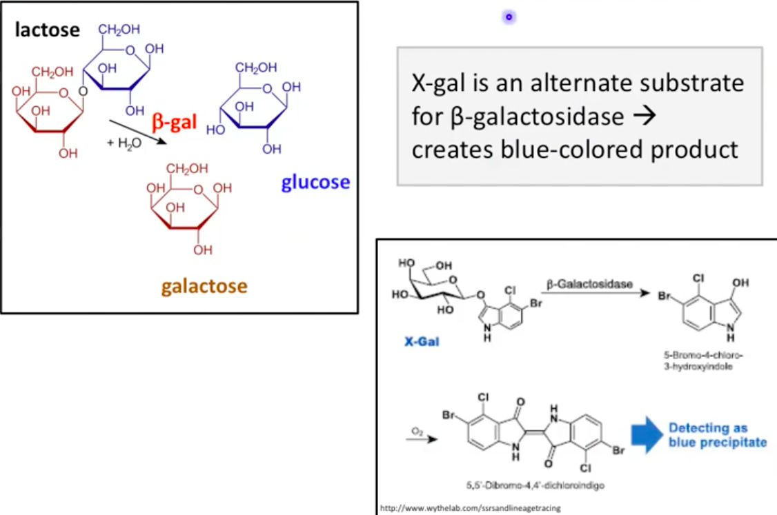 <ul><li><p><strong>X-gal</strong>: alternative substrate for B-galactosidase</p></li><li><p>Creates a <strong>blue-colored product</strong> indicating B-gal activity</p></li></ul><p></p>