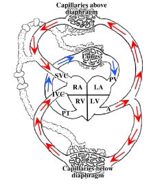 <p>-2 circulatory routes: systemic and pulmonary</p><p>-both routes originate as arteries, go through a capillary bed, and terminate as veins irrespective of the oxygen content of the vessel</p><p>-arteries: defined as vessels leaving the heart</p>