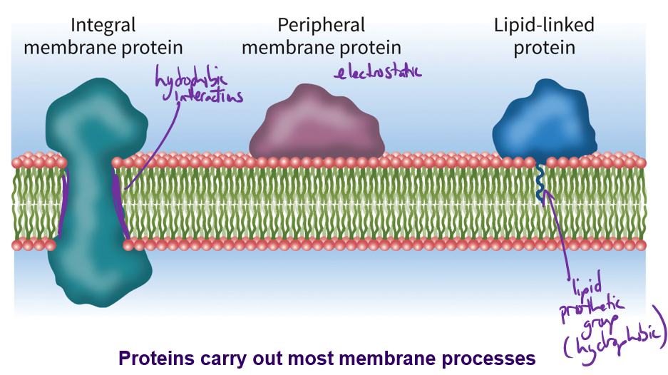 <ol><li><p>Integral = Hydrophobic</p></li><li><p>Peripheral = Electrostatic</p></li><li><p>Lipid linked = Lipid prosthetic group (hydrophobic)</p></li></ol><p></p>