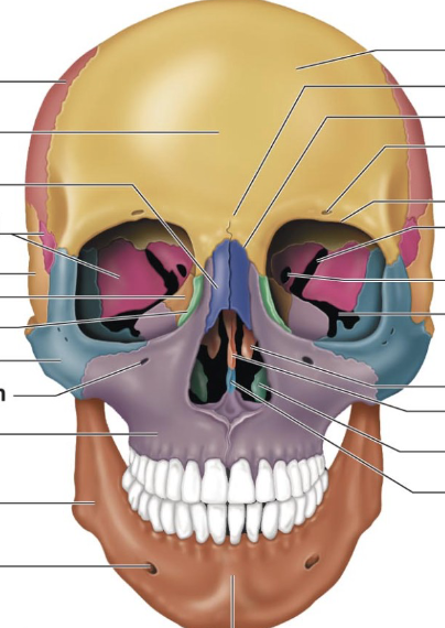 <p>big chunk behind frontal bone</p><p>the red part</p>