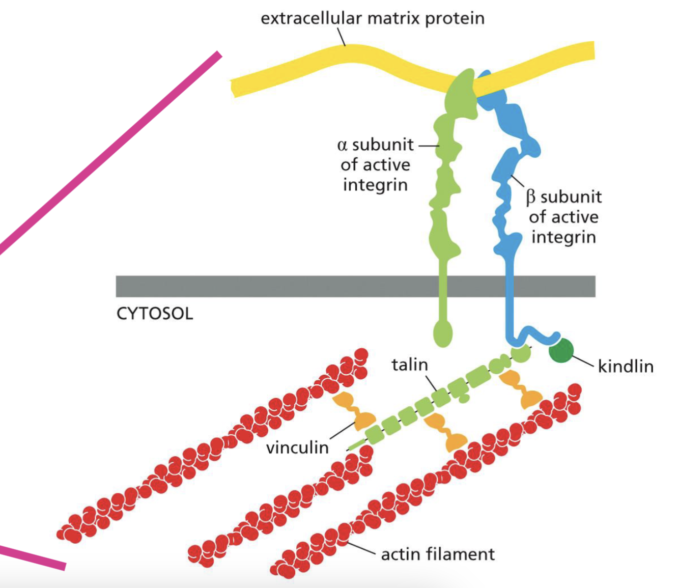 <p>integrin directly bind to extracellular matrix protein (floor) </p><p>Transmembrane domain of integrain indirectly interact with actin filaments </p><p>This interaction helps to provide adhesion necessary for cell migration</p>