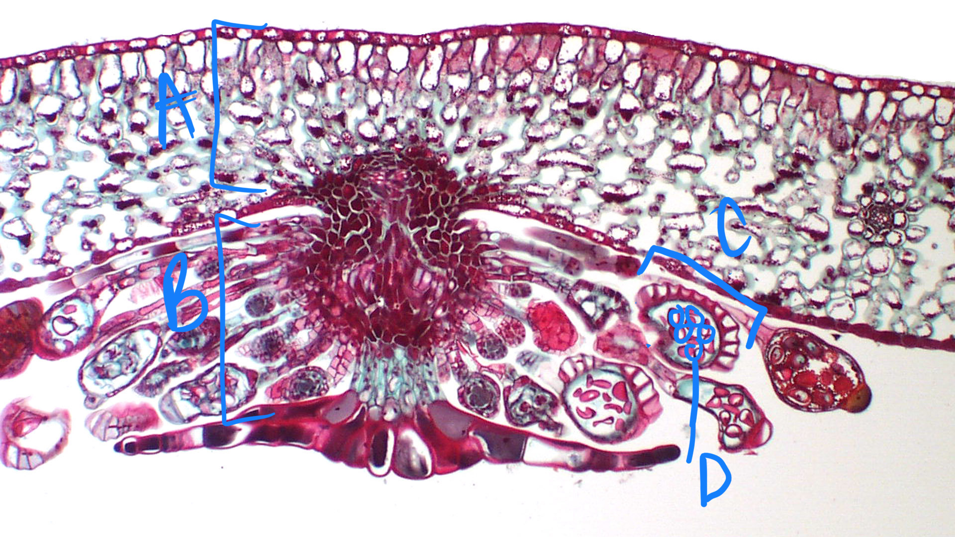 <ul><li><p>which organism is this?</p></li><li><p>what structure is this</p></li><li><p>label slide</p></li></ul>