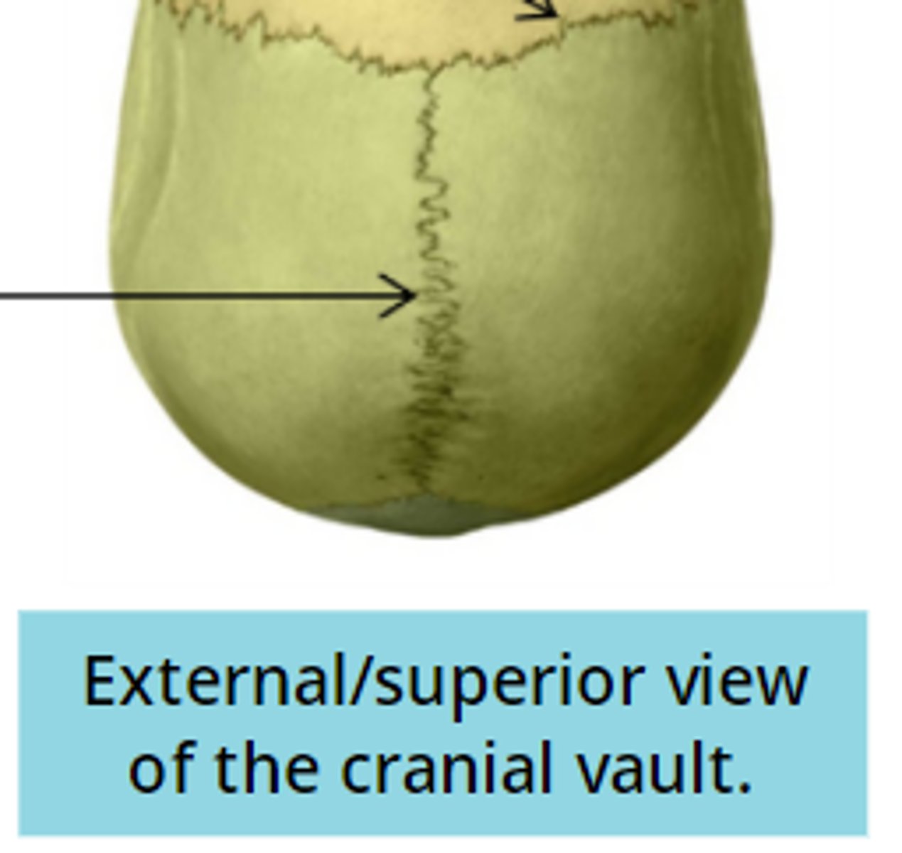 <p>between parietal</p>