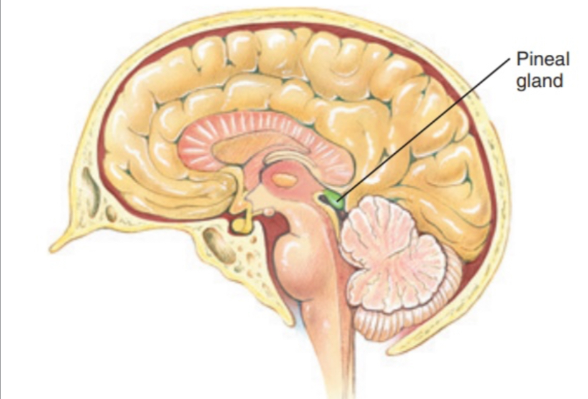 <p>Pineal gland </p>