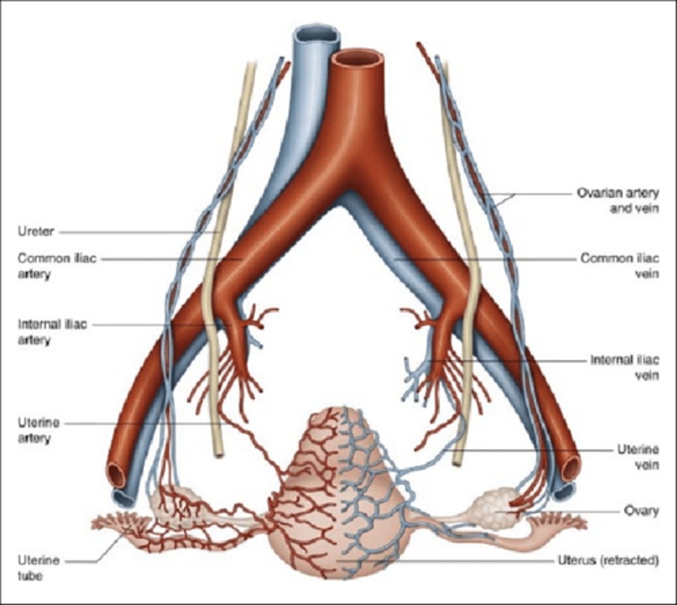 <p>blood supply to uterus and supplies the ovary with blood through a connection with the ovarian artery.</p>