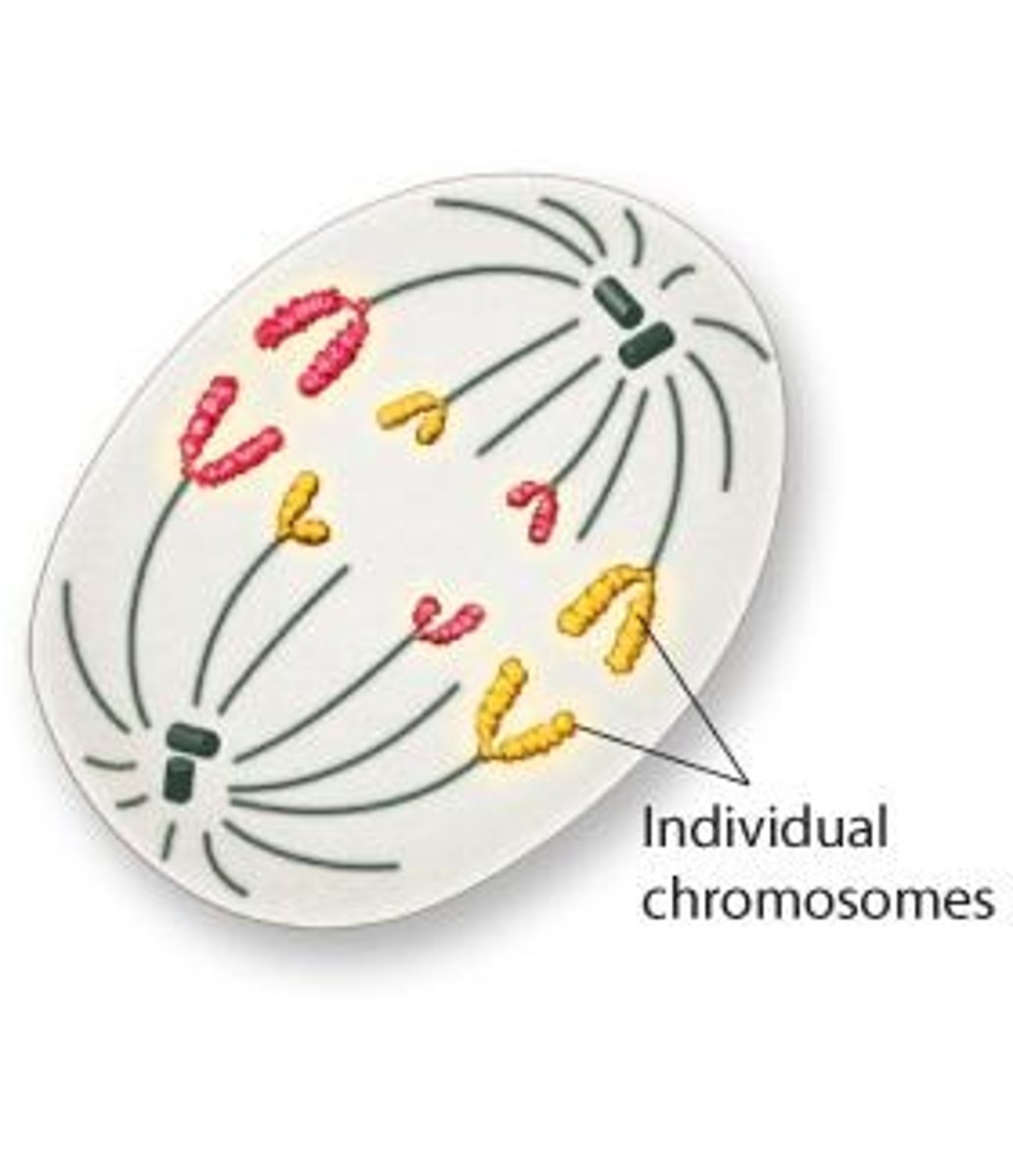 <p>Sister chromatids are pulled to opposite poles.</p>