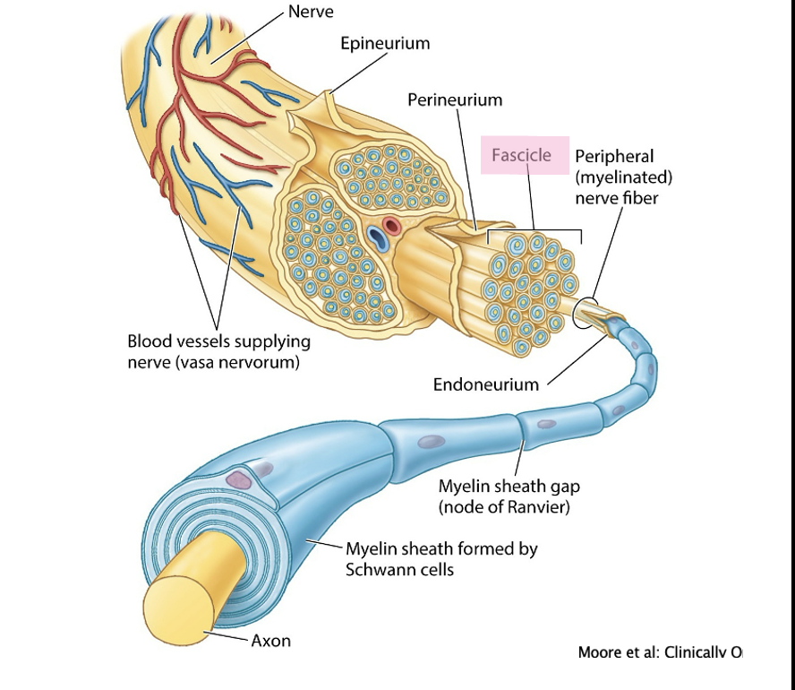 <ul><li><p><span><span>a </span></span><strong>bundle of multiple axons</strong><span><span> (each with its own endoneurium).</span></span></p></li></ul><p></p>