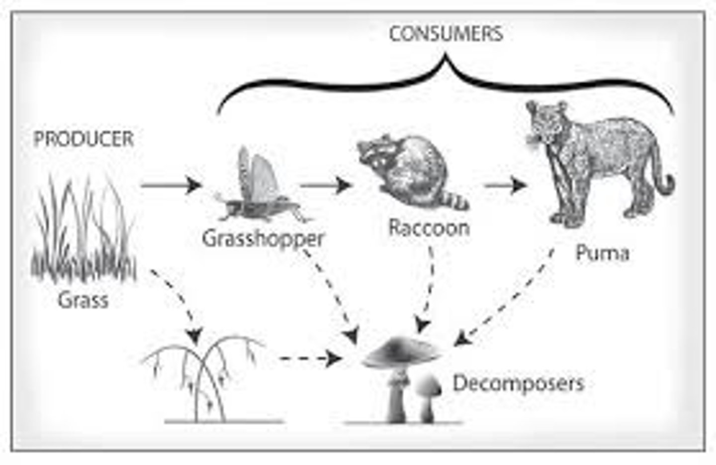 <p>An organism that obtains nutrients by consuming dead and decaying organic matter which allows nutrients to be accessible to other organisms.</p>