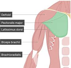 <p>O: Sternum, clavicle, 2-6 rib costal cartilage</p><p>I: intertubercular groove</p><p>A: flex, adduct, anteriorly medially rotate arm</p>