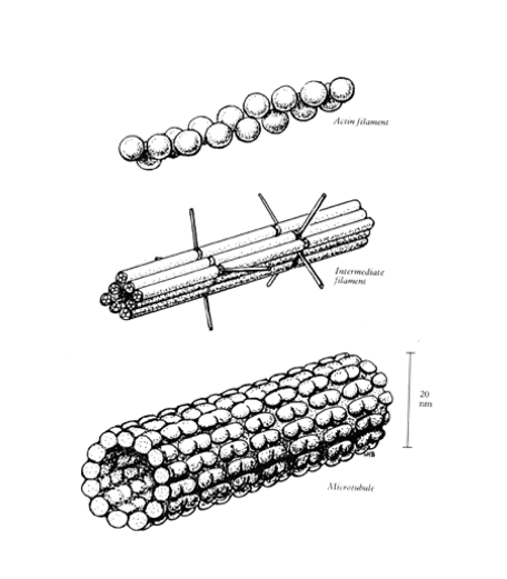 <ol><li><p><strong>Actin</strong> (microfilaments) 7nm diameter</p></li><li><p><strong>Intermediate filaments </strong>10nm diameter</p></li><li><p><strong>microtubules </strong>20nm in diameter</p><p>Associated proteins may bind t the filaments, The wide variety of associate proteins allows these 3 basic structures to perform <strong>diverse </strong>functions</p></li></ol><p></p>