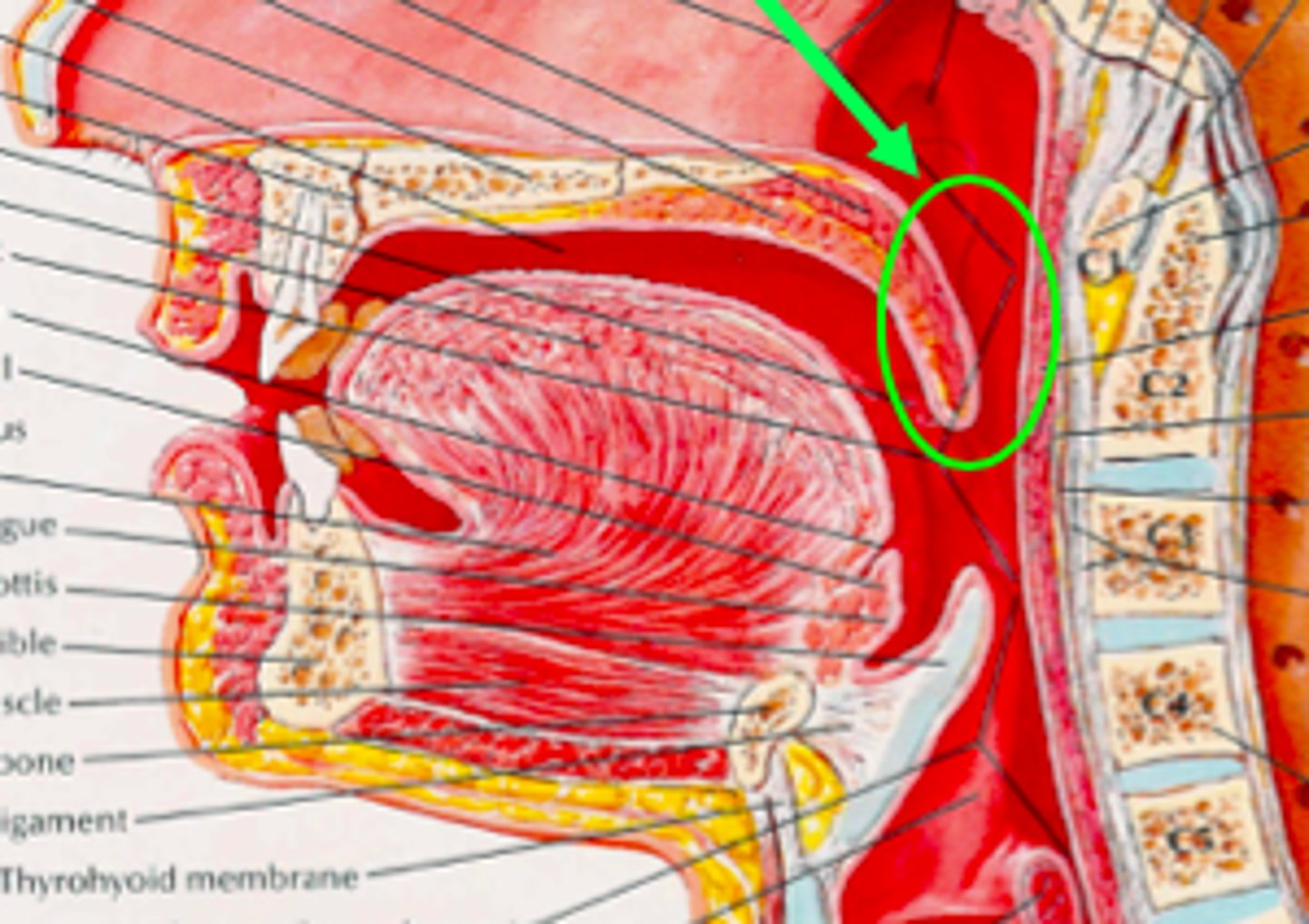 <p>velopharyngeal port: opens during nasal sounds and closed on all other sounds</p>