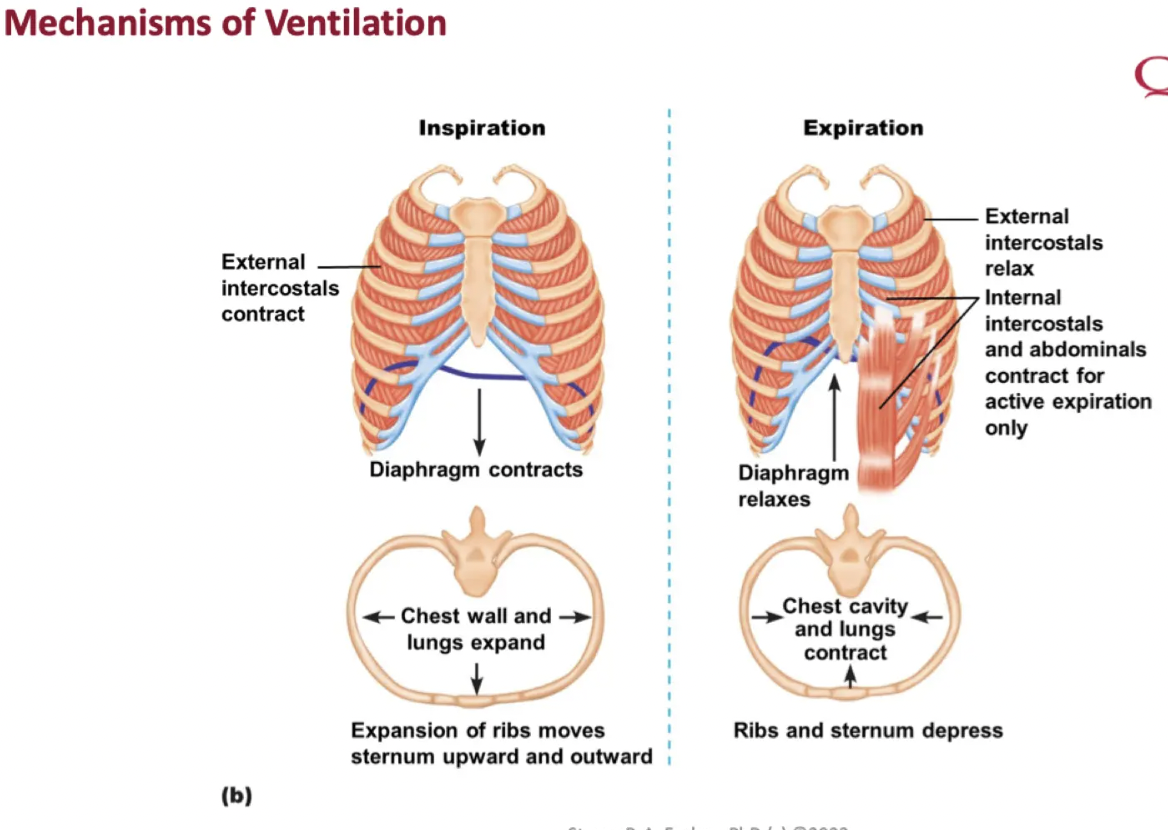 <p><strong>Inspiration</strong>: lungs expand during inspiration</p><ul><li><p>PA decreases</p></li><li><p>△P drives air into the lungs</p></li><li><p>Alveolar volume increase</p></li><li><p>Expansion creates a negative pressure: alveolar pressure becomes more negative which increases flow into the lungs</p><ul><li><p>We are subtracting a more negative number so flow increases</p></li></ul></li></ul><p><strong>Expiration</strong>: Lungs recoil during expiration</p><ul><li><p>PA increases</p></li><li><p>△P drives air out of the lungs</p></li><li><p>Alveolar volume decreases</p></li></ul>