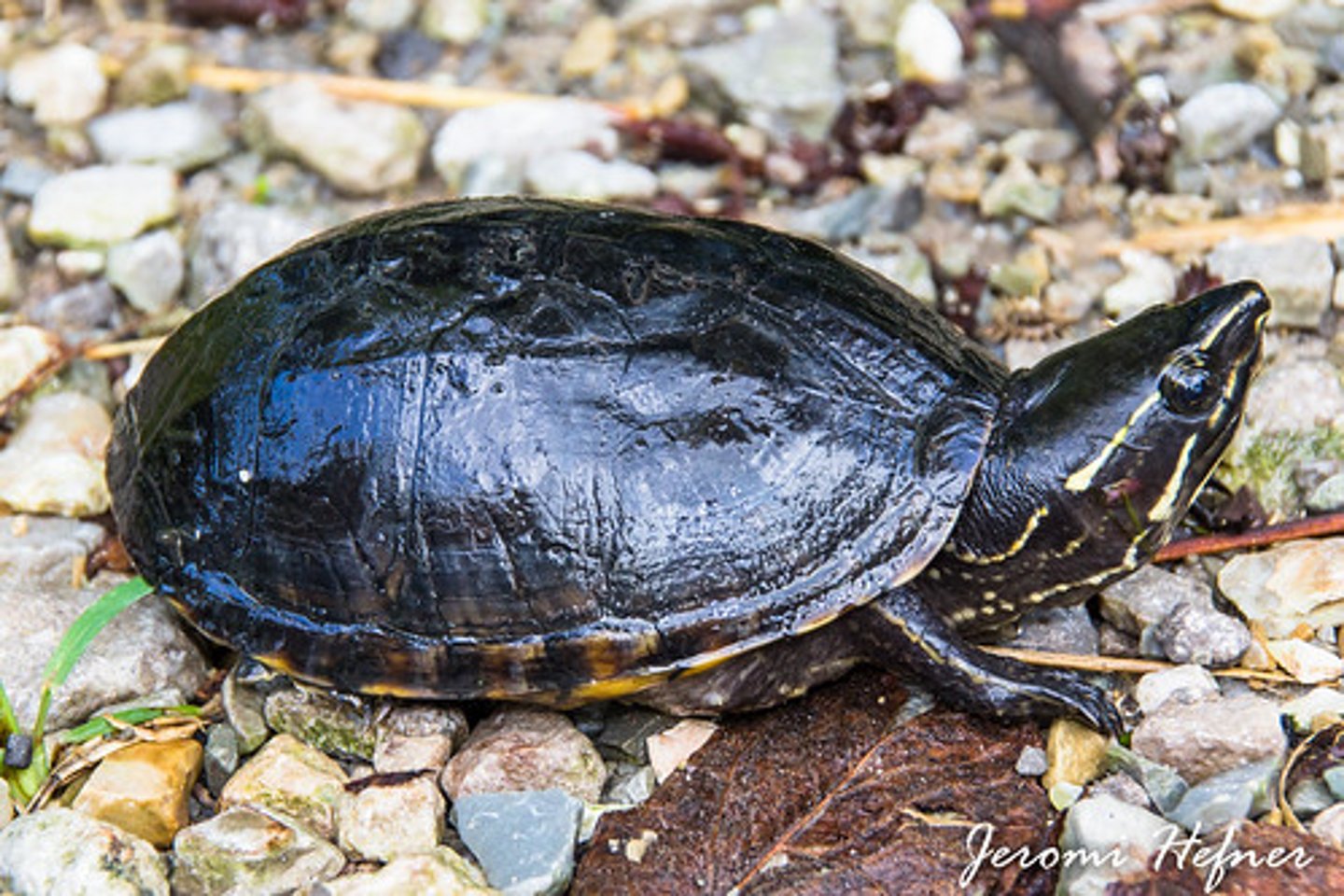 <p>13.7cm in length</p><p><strong>2 Yellow stripes starting at snout and extending to back of head on each side</strong></p><p><strong>Vertebral keel in juveniles, usually lost in adults</strong></p><p>Single hinge on plastron</p><p>Dark brown coloration for body and shell</p>