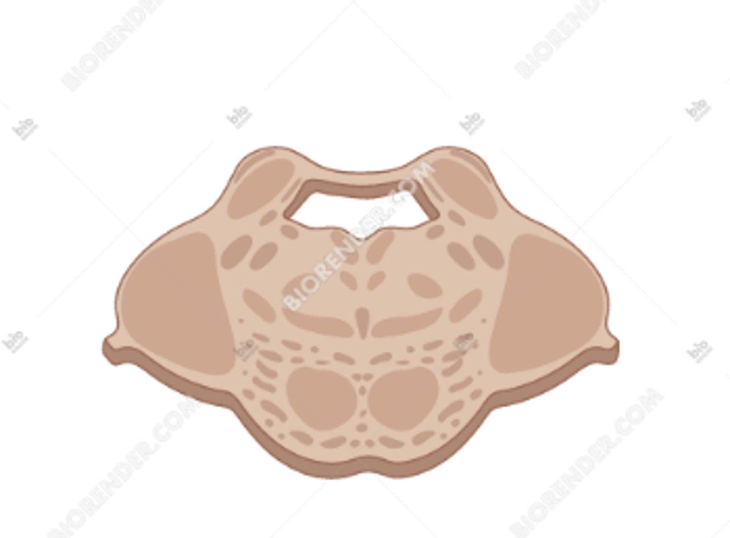 <p>in the middle of the diagram the small rectangular shape</p><p>contains sensory information</p>