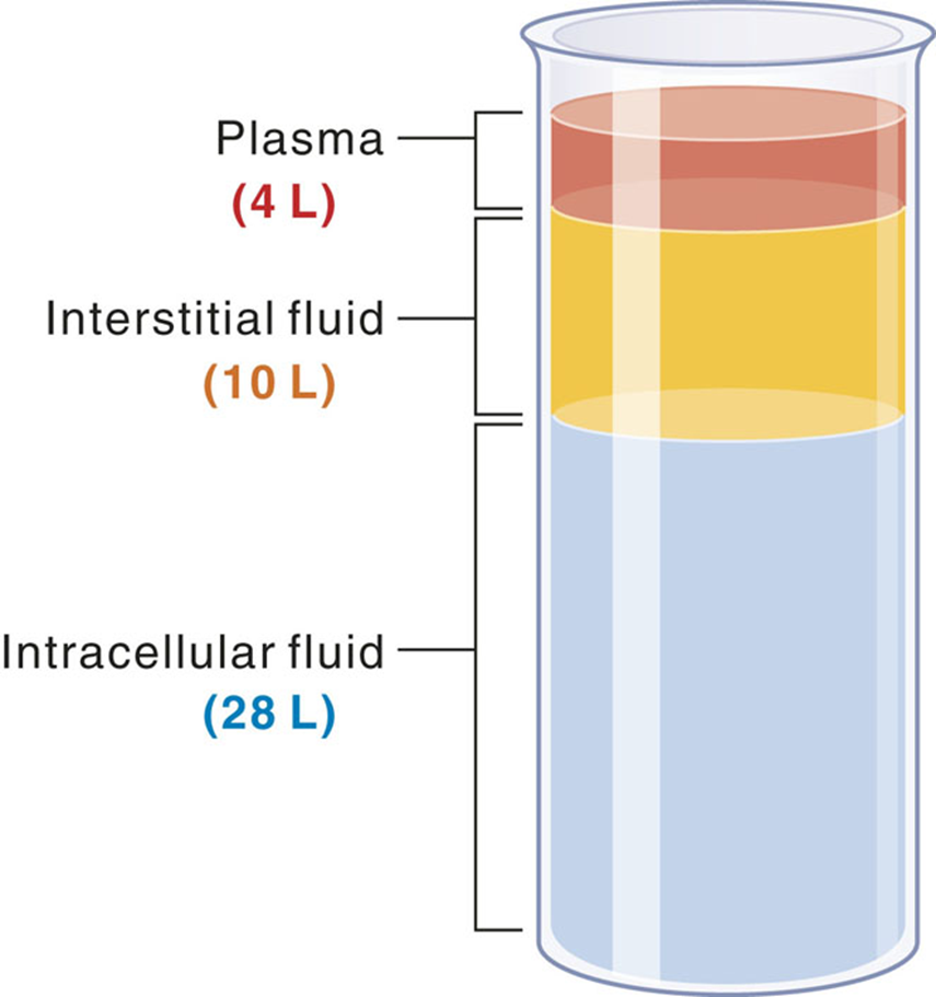 <p>60% of body</p><ul><li><p>varies with age, gender and body fat</p></li><li><p>intracellular fluid</p></li><li><p>extracellular fluid</p></li></ul><p></p>