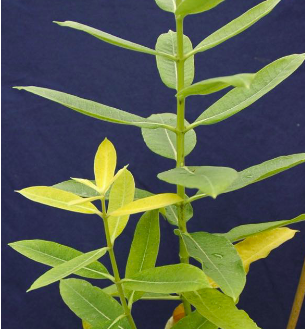 <p>Common milkweed (Asclepiadaceae)</p>