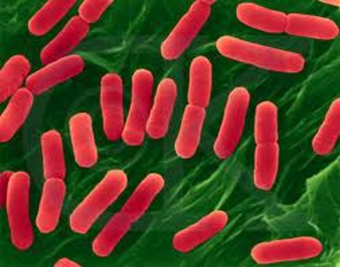 <p>Made up of prokaryotes that usually have a cell wall containing peptidoglycan</p>