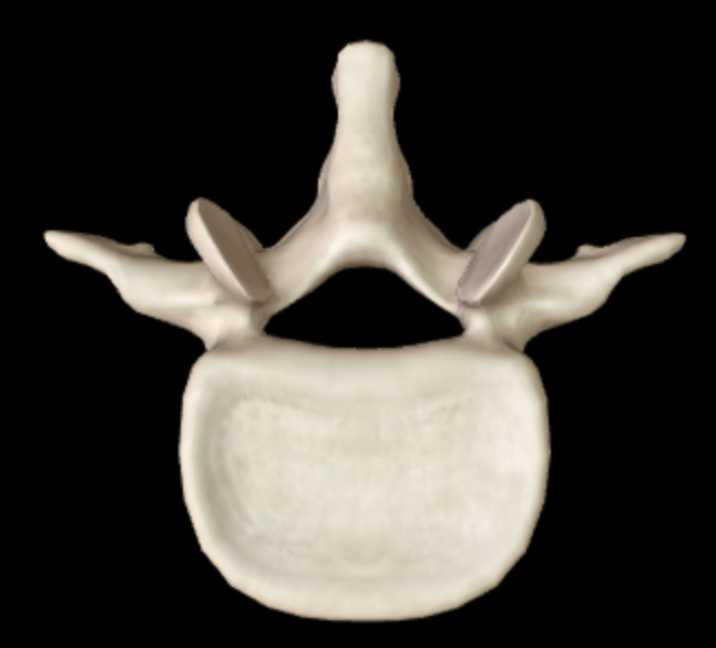 <p>Which section of the vertebral column does this bone belong to?</p>