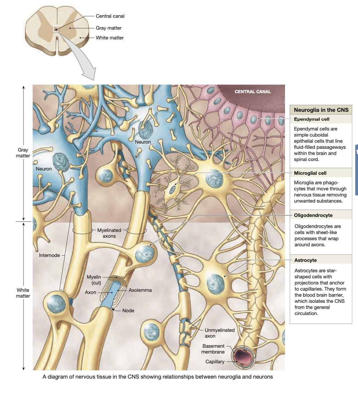 central nervous system cell types: 