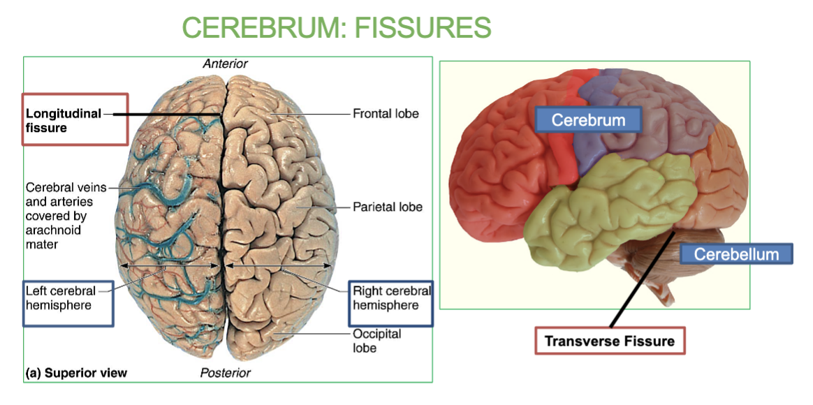 <p>Fissure are<strong> Deep grooves</strong> &amp;<strong> longitudinal/Transverse</strong> fissures.</p>