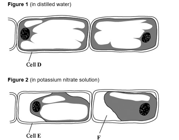 <p><span><span>Tradescantia is a house plant. There are small hairs on its flowers. These hairs are made of cells.</span></span></p><p><span><span> </span><strong><span>Figure 1</span></strong><span> shows the appearance of cells from one of these hairs after 20 minutes in distilled water.</span></span></p><p><span><span> </span><strong><span>Figure 2</span></strong><span> shows cells from another hair after 20 minutes in a solution of potassium nitrate.</span></span></p><p><span><span>How would the water potential of the sap in the vacuole of cell </span><strong><span>E </span></strong><span>differ from the water potential of the sap in the vacuole of cell </span><strong><span>D</span></strong><span>? Explain your answer. (3)&nbsp;</span></span></p>