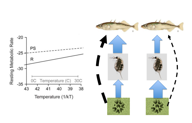 <p>Explain the implications of this image</p>